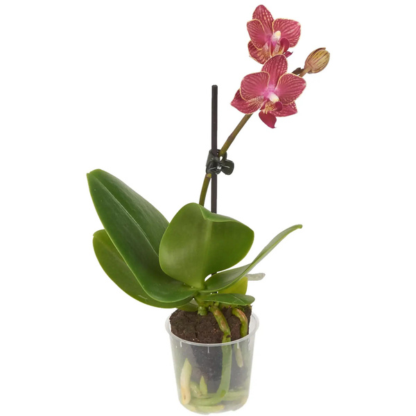 Орхидея Фаленопсис микро, ø6 h20 см, «Центр букетов»
