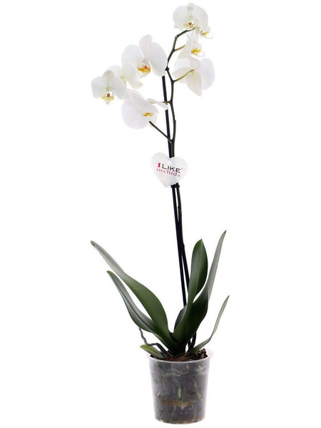 Орхидея фаленопсис белая, 1 ствол с цветами, Grinoteka