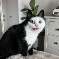 Аватарка CERF