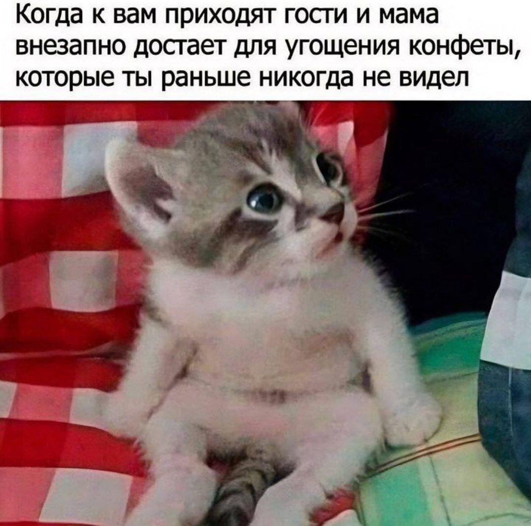 Смешно и сладко :-) Здравствуйте, уважаемые, Приятного, времени, суток