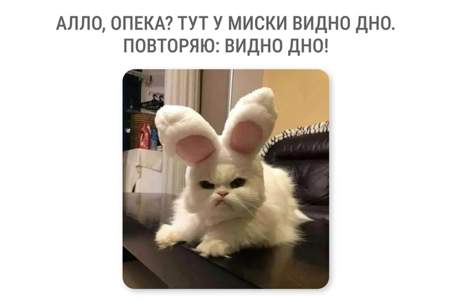 Вопросы к хозяину есть, конечно | Источник: Мария Романова / Городские медиа