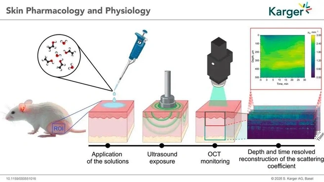 Графический абстракт статьи в журнале Skin Pharmacology and Physiology | Источник: Пресс-служба СГУ / sgu.ru
