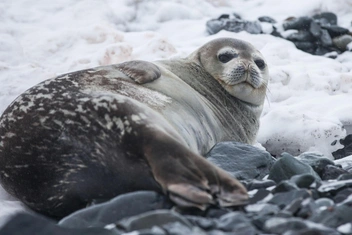 Мини-тест: Выберите животное и узнайте, как вы обычно боретесь со своими страхами
