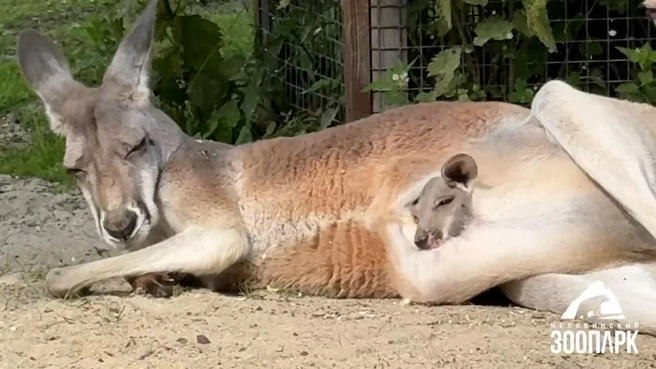 Большую часть времени малыш проводит пока в сумке у матери | Источник: chel_zoo / t.me