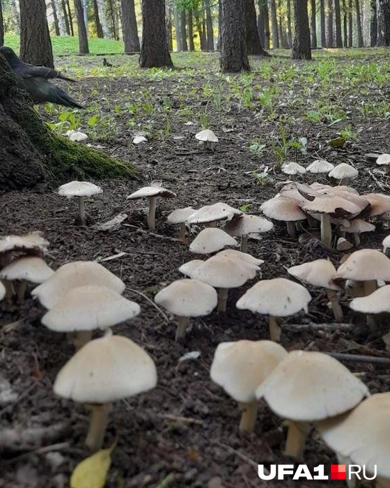 Грибы в парке Победы | Источник: читатель UFA1.RU