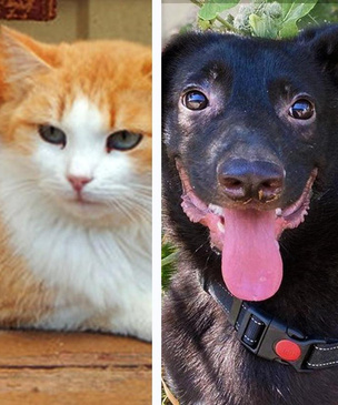 Котопёс недели: возьми из приюта жизнерадостного пса Дали или нежную кошку Манго