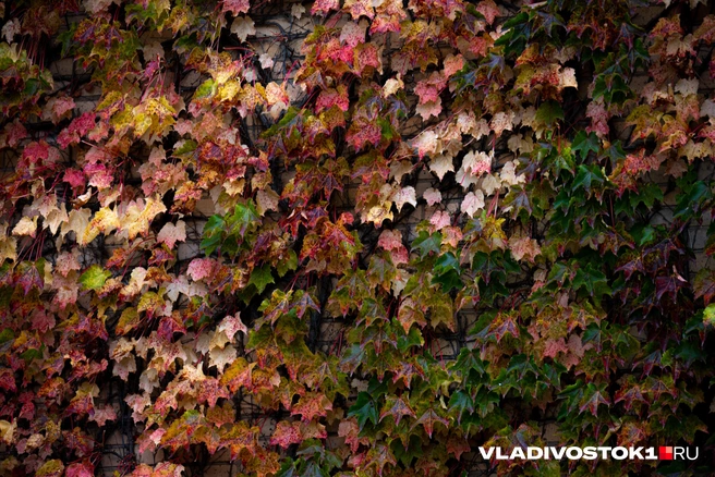 Поехали за разноцветными сокровищами за город  | Источник: Елена Буйвол / VLADIVOSTOK1.RU