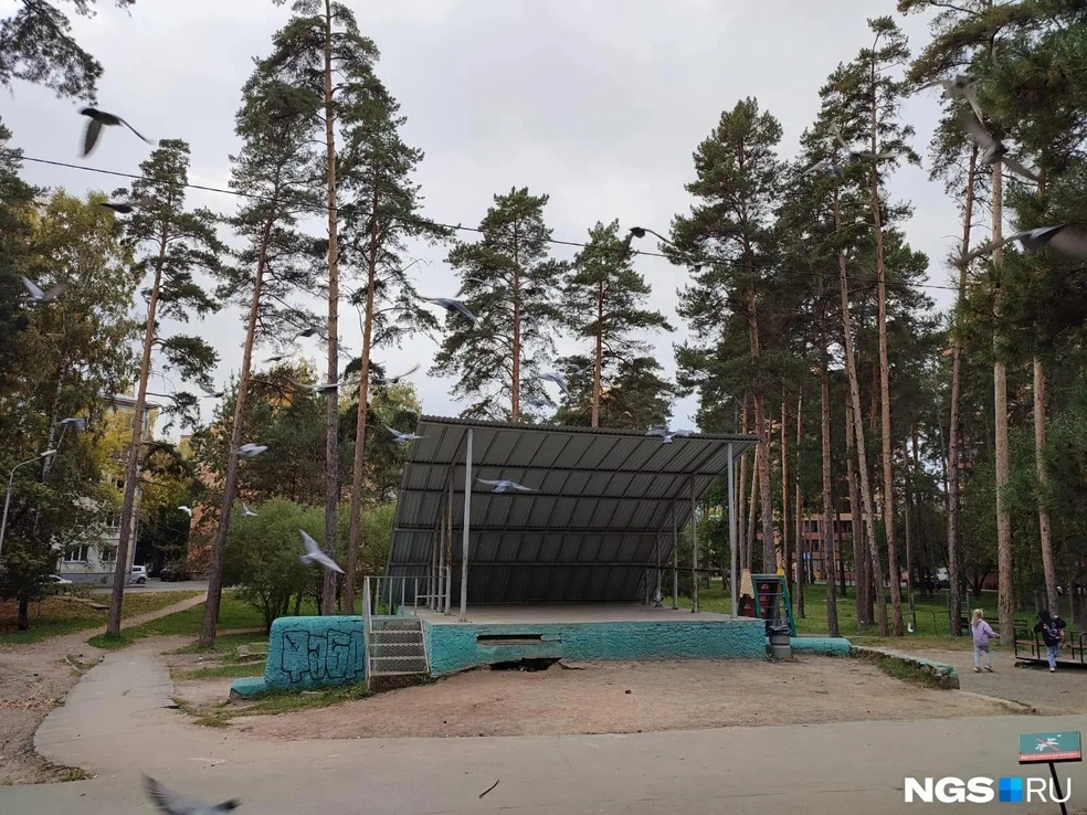 В сквере сохранились старые сосны, есть прогулочные дорожки и места для отдыха, а также сцена для мероприятий | Источник: Илья Калинин / NGS.RU