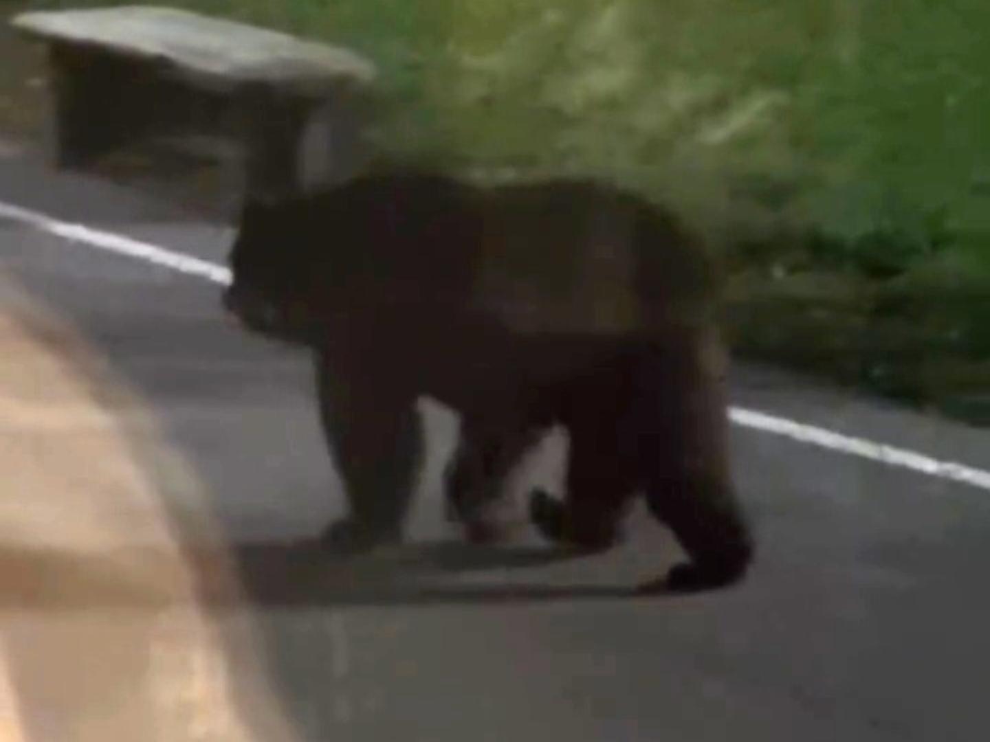 В Сочи два медведя пришли к ресторану с туристами — видео