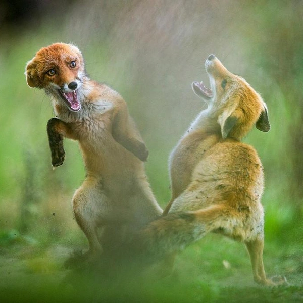 Источник: Hermann Hirsh / GDT Nature Photographer of the Year 2019