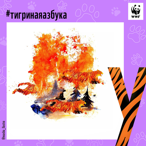 Фото №20 - Тигры от А до Я: WWF России и Woman.ru выпустили карточки об амурском тигре