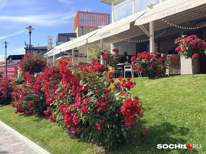 В Сочи сейчас цветут розы  | Источник: Анна Грицевич / SOCHI1.RU