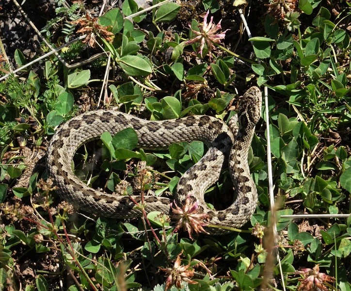 Гадюка Лотиева (Vipera lotievi). Эндемик Северного Кавказа. Внешне напоминает степную гадюку, от которой отличается в том числе более широким туловищем. Укус болезнен и требует обращения за медицинской помощью, но для жизни человека, как правило, угрозы не представляет. Вид встречается в Карачаево-Черкессии, Кабардино-Балкарии, Северной Осетии, Чечне, Ингушетии и Дагестане. | Источник: Oleg Kosterin, CC BY 4.0, via Wikimedia Commons
