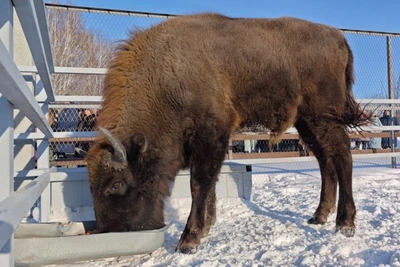 Зубр Мурашик из Барнаульского зоопарка играет в футбол