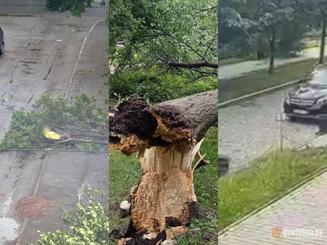В результате непогоды в Петербурге есть пострадавшие: фото, видео падения деревьев на людей | Источник: коллаж фотографий Подслушано в Кронштадте, «Фонтанки»