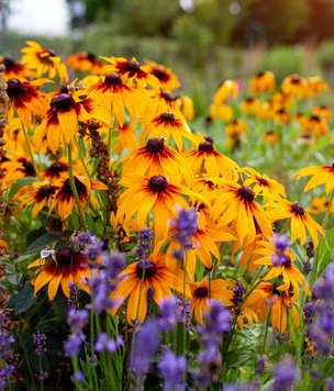 Не упустите момент: 7 цветов для яркого сада, которые еще не поздно посадить в июле