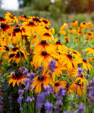 Не упустите момент: 7 цветов для яркого сада, которые еще не поздно посадить в июле