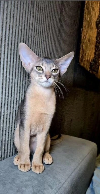 У Дамира есть братик Диаманд | Источник: Avito