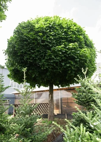 Источник: imperialgarden.ru