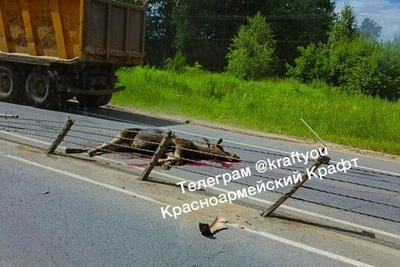 В Мытищах лоси гибнут под колесами машин