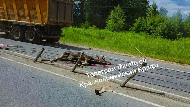 Жители Подмосковья требуют защитить лосей и водителей | Источник: Красноармейский Крафт / Telegram