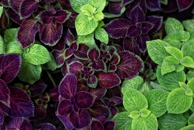 Как ухаживать за колеусом дома и в саду