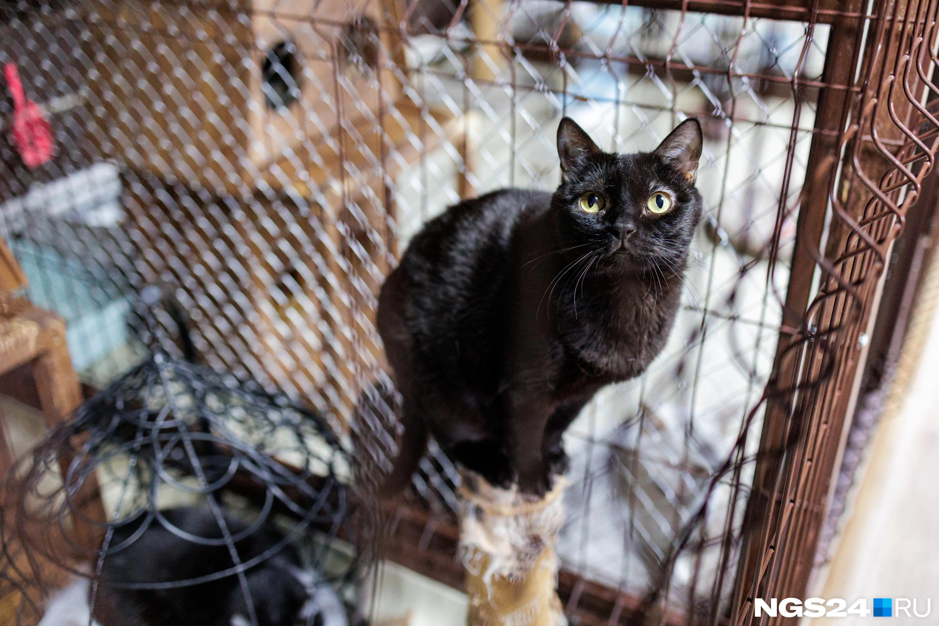 Кошки с удовольствием принимают гостей