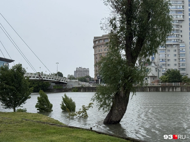 Небольшие деревья ушли под воду | Источник: Валерия Дульская / 93.RU
