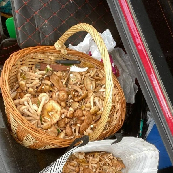 Источник: Михаил Корочкин / Грибы в Подмосковье 2025 / VK.com