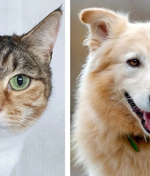 Котопёс недели: кошка Маришка и пёс Трой