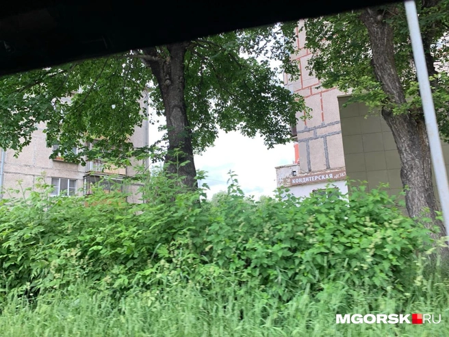 Глядя на такую густую растительность, и не поверишь, что лето только началось | Источник: Полина Котышева / MGORSK.RU
