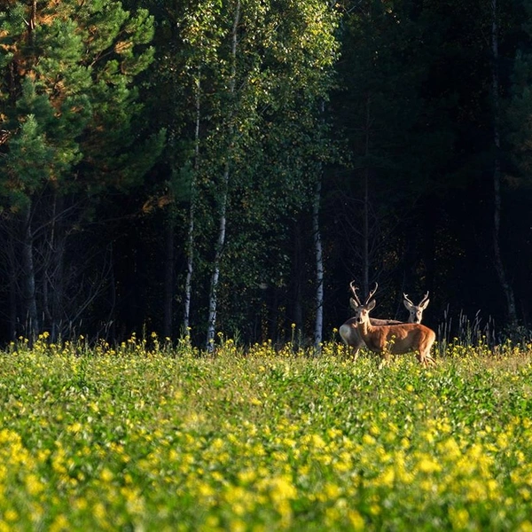 Источник: Виталий Бодрягин / t.me