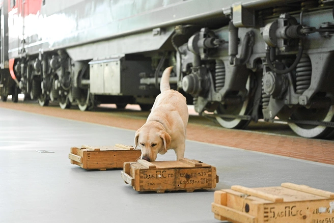 Источник: Максим Воробьев