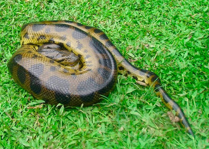 Царица анаконд: посмотрите на самую большую змею этого вида