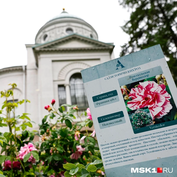 Источник: Юлия Морозова / MSK1.RU