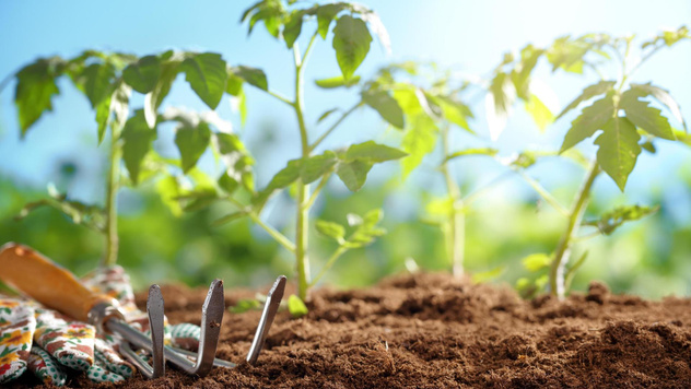 Как и чем подкормить рассаду, чтобы был отличный урожай: 7 лучших удобрений
