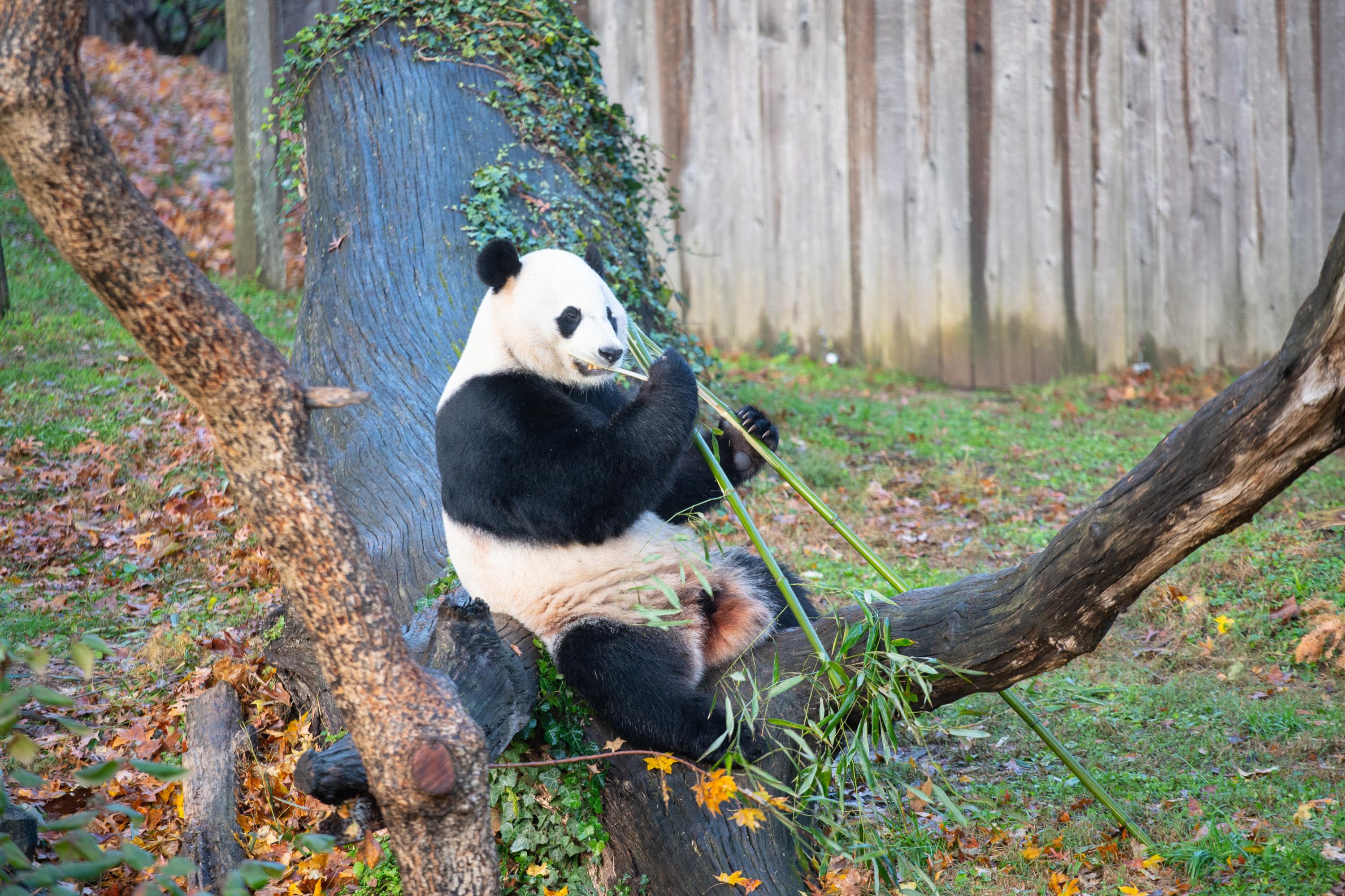 Родина панд. Почему все панды собственность Китая.