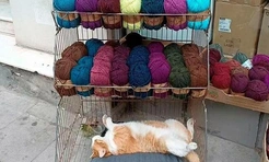 Самые смешные и просто красивые кошки в Турции (20 фото)