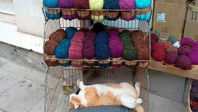 Самые смешные и просто красивые кошки в Турции (20 фото)