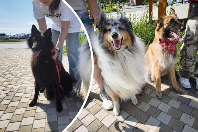 Источник: Екатерина Цой / T.me