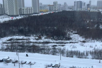 Trees felled for construction in Yekaterinburg's Academic District
