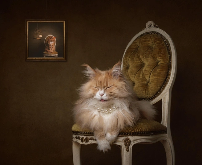 Сразу видно: не принцесса, а королевна | Источник: Mirka Koot / International Pet Photography Awards 2026