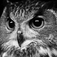 Аватарка Keks