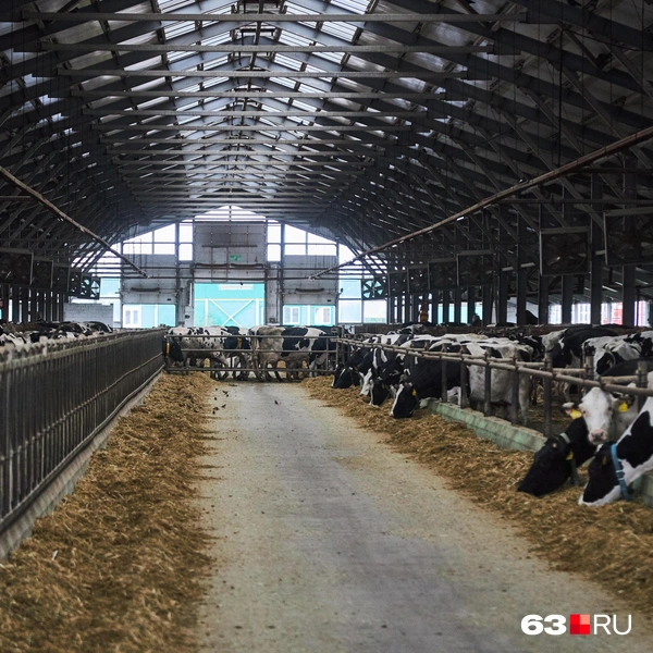 Источник: Роман Данилкин / 63.RU