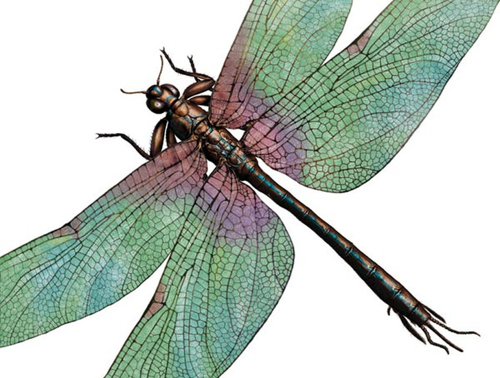 «Золотой век» букашек: какими были крупнейшие насекомые доисторической эпохи