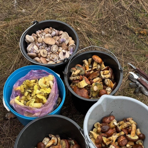 Источник: «Воронежские грибники» / Vk.com