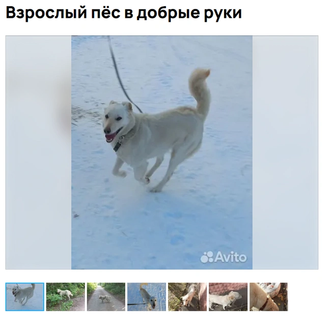 Попробуй, догони | Источник: Avito.ru