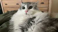 13 котов, которых всё бесит и раздражает: самые смешные фото