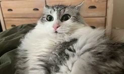 13 котов, которых всё бесит и раздражает: самые смешные фото
