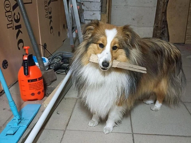 Этот маленький шелти, уверена его хозяйка, инстинктивно «пасет» детей | Источник: читательница НГС